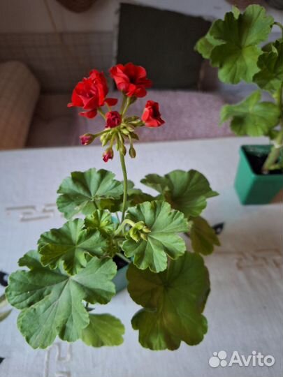 Пеларгония герань и женское счастье(спатифиллум)