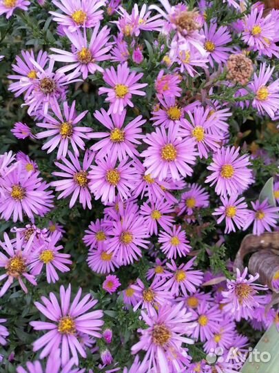 Сентябринка