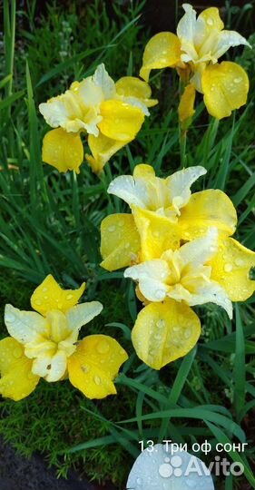 Ирис сибирский