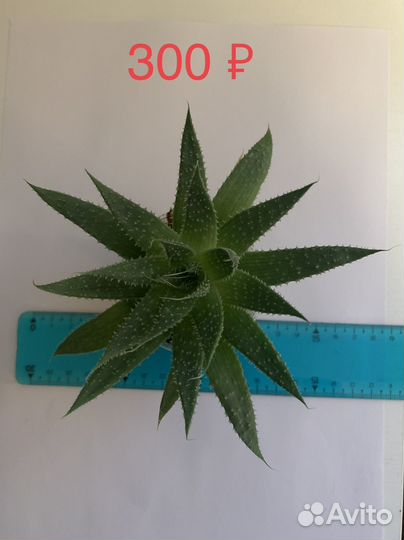 Хавортия цветущая (суккулент)