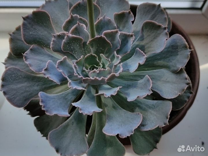 Эхеверия шавиана