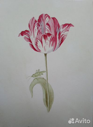 Копия фрагмента иллюстрации Я.Марреля. Тюльпан