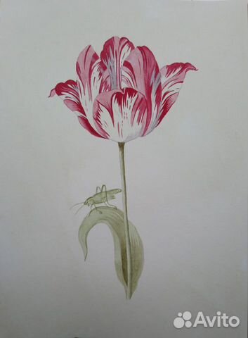 Копия фрагмента иллюстрации Я.Марреля. Тюльпан