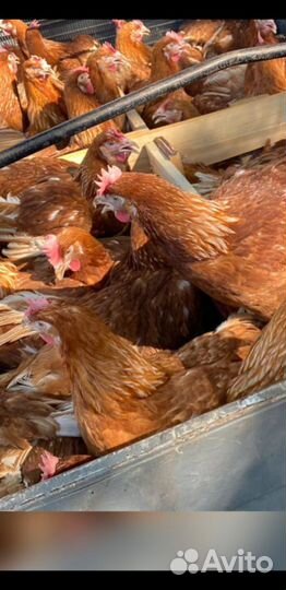 Куры несушки