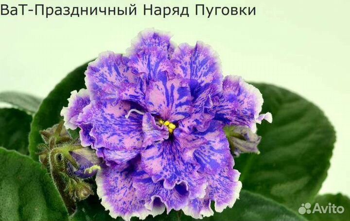 Детки сортовых фиалок