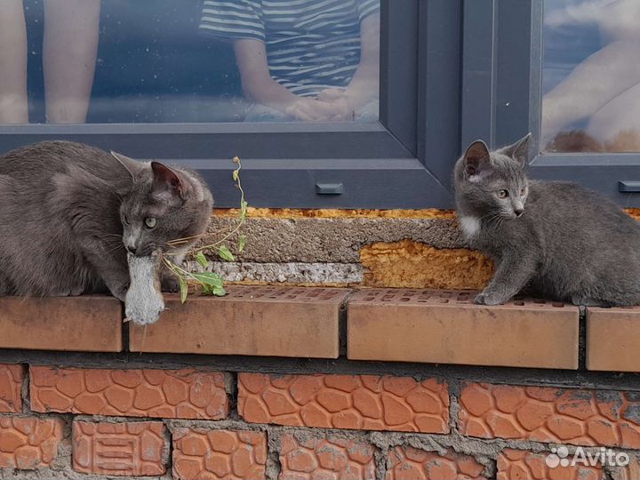 Кошки в добрые руки бесплатно