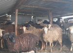 Овцы и бараны русской и курдючной породы