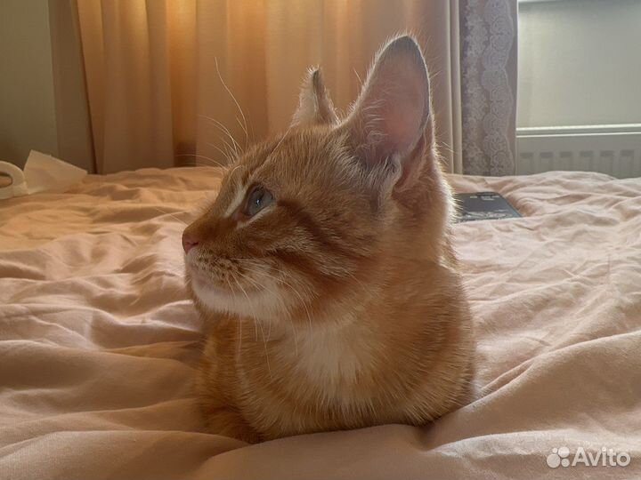 Котенка в добрые руки