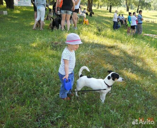 Джек Рассел терьер