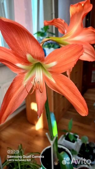 Лилия (гиппеаструм)