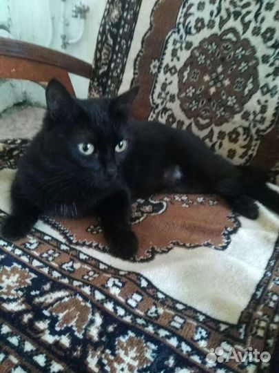 Кошечка, стерилизованная