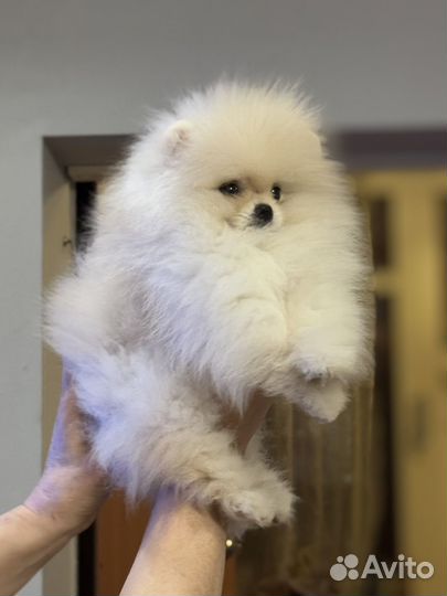 Померанский шпиц кобель 3 месяца