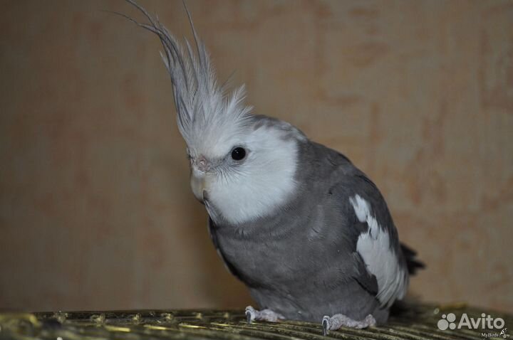 Молодые птенцы Кореллы