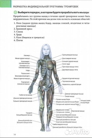 Анатомия силовых тренировок для женщин