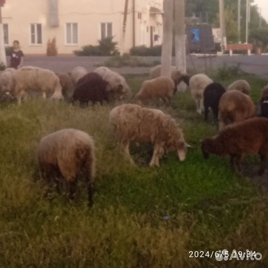 Овцы бараны