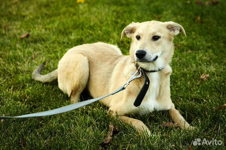 Стефания в дар