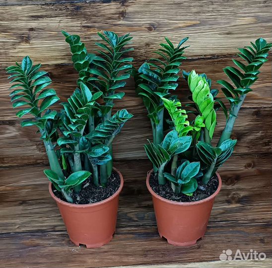 Замиакулькас Зензи