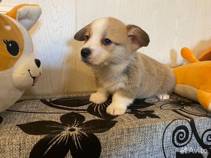 Мальчик Вельш Корги пемброк щенки