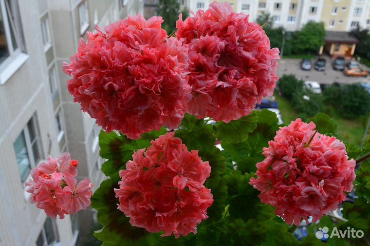 Пеларгония сортовая