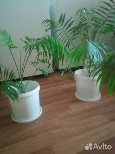 Пальма хамедорея