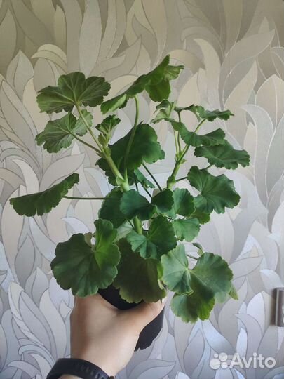 Пеларгония герань