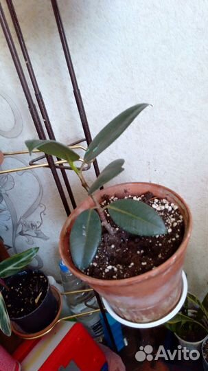 Фикус эластика