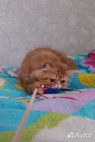 Персы котики