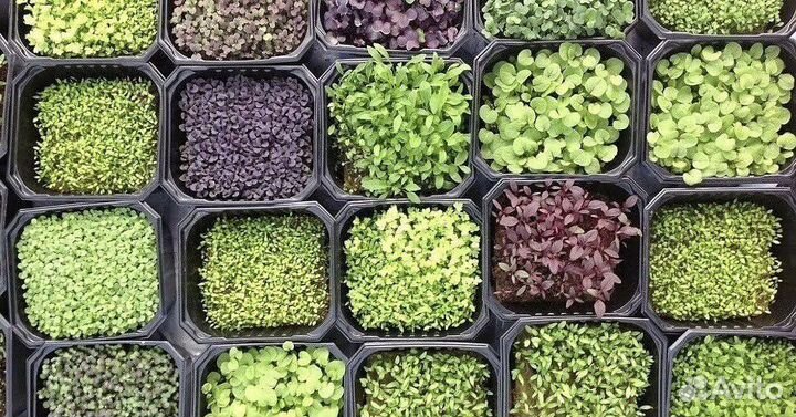 Качественные семена микрозелени