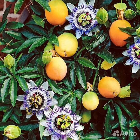 Маракуйя, грандилла (пассифлора) семена, ростки