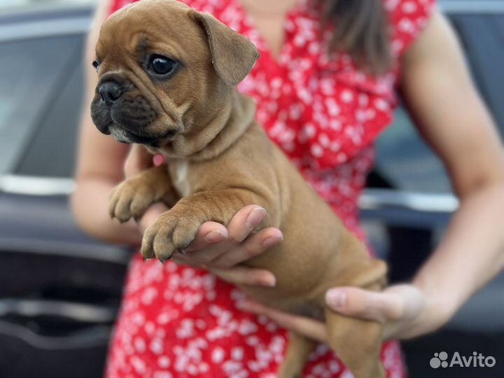 Французский бульдог щенки