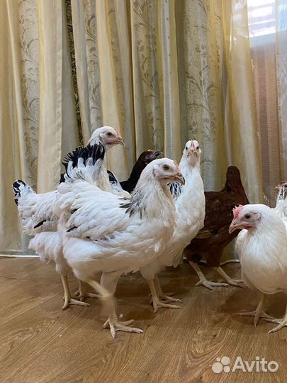 Куры молодки домашние