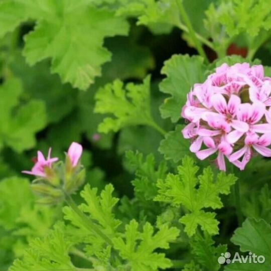 Пеларгония герань / душистые сорта