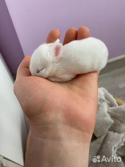 Бронь. Декоративные карликовые крольчата гермелины