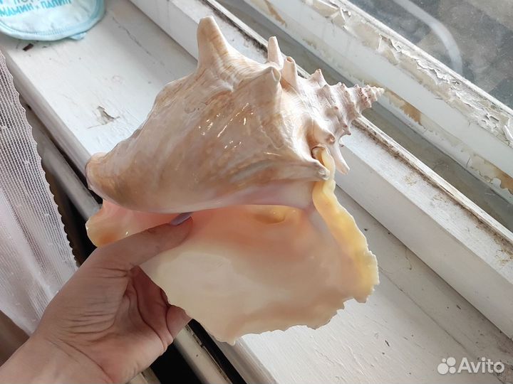 Большая ракушка 23см