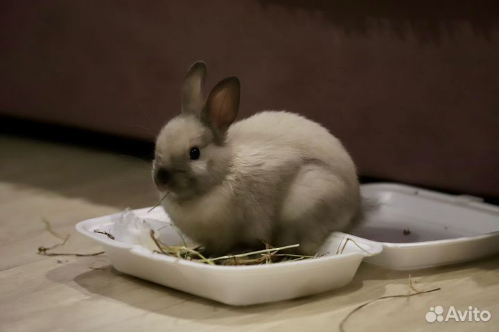 Декоративные кролики