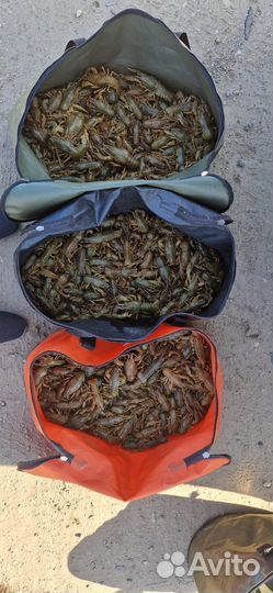 Продам живые раки