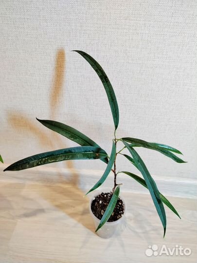 Комнатные цветы набор #1