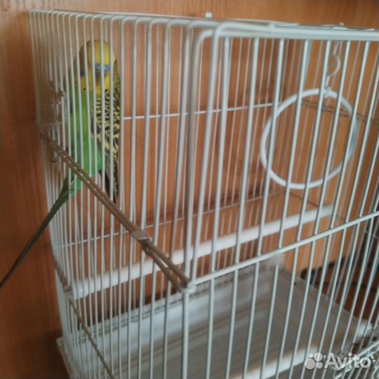 Волнистый попугай с клеткой