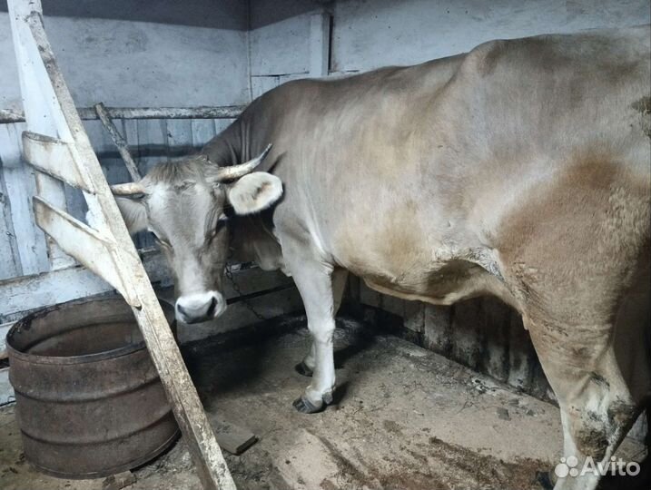 Корова глубоко стельная отел на ноябрь