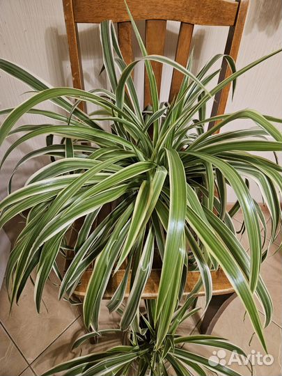 Хлорофитум