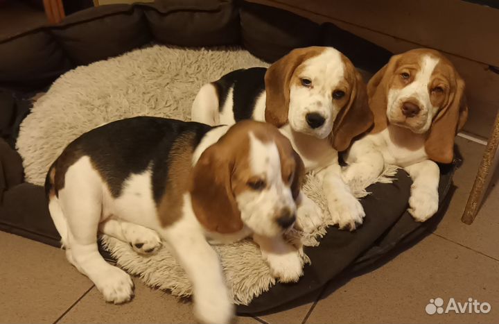 Собаки щенки бигль