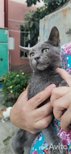 Серый котенок с грустными глазами