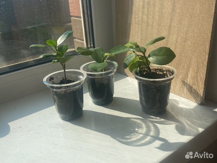 Фикус мокламе