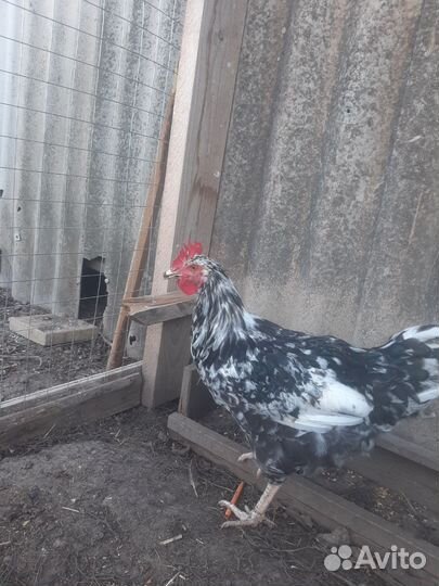 Молодые петухи