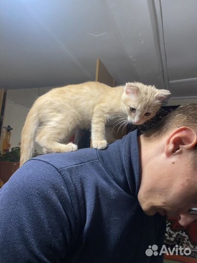 Отдам котенка мальчика