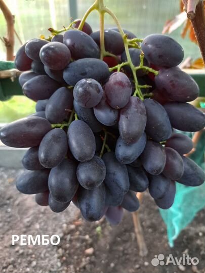 Продам саженцы винограда