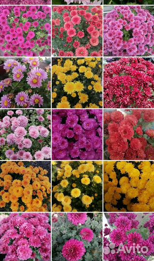 Хризантемы мультифлора