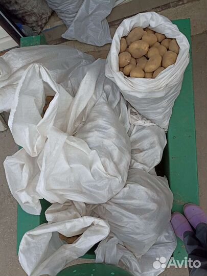 Продам картофель