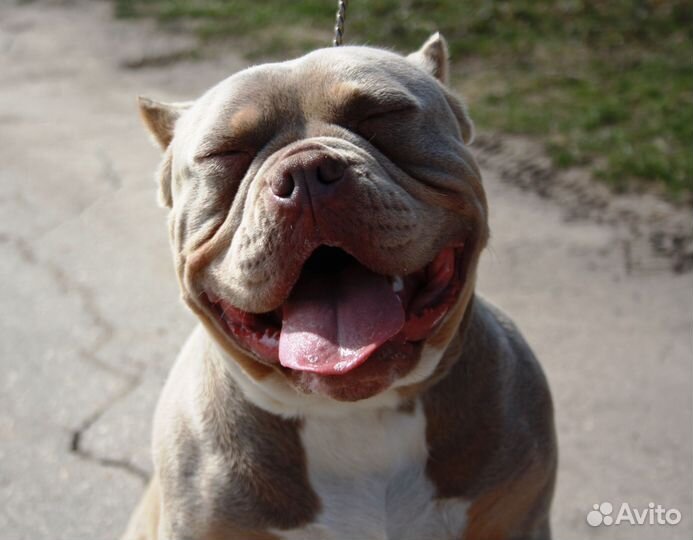 Сука Американского Булли