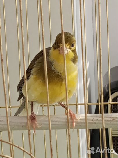 Кенор поющий